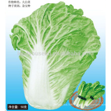 CC05 SD No.5 early ripe Chinese cabbage seed, hybrid Chinese cabbage seeds